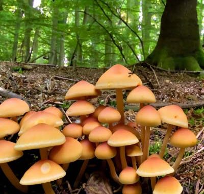 Pilze im Wald suchen, super spaßig für Kinder!